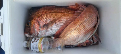 釣り船くわだの2026年4月3日(金)2枚目の写真