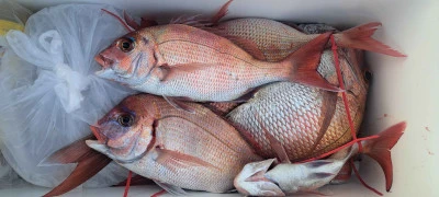 釣り船くわだの2026年4月3日(金)3枚目の写真