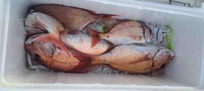 釣り船くわだの2026年4月3日(金)4枚目の写真