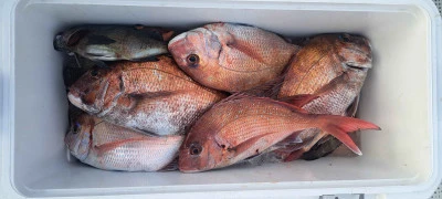 釣り船くわだの2026年4月3日(金)5枚目の写真