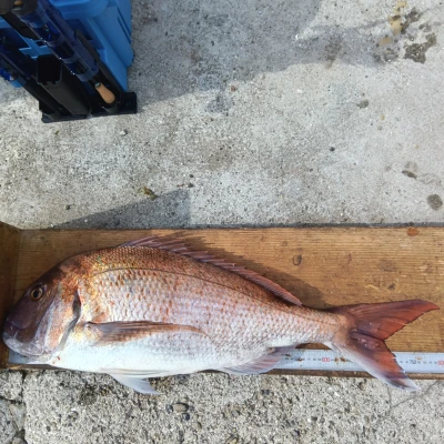 西田渡船の2026年4月6日(月)1枚目の写真