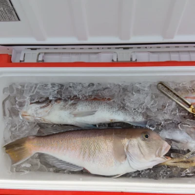 西田渡船の2026年4月6日(月)2枚目の写真