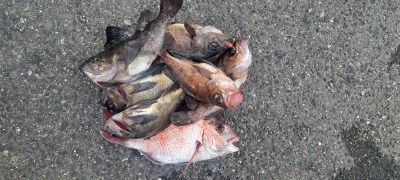 釣り船くわだの2026年4月5日(日)2枚目の写真