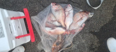 釣り船くわだの2026年4月5日(日)3枚目の写真