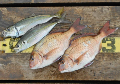 岩崎レンタルボート(岩崎つり具店)の2026年4月7日(火)1枚目の写真