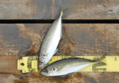 岩崎レンタルボート(岩崎つり具店)の2026年4月7日(火)2枚目の写真