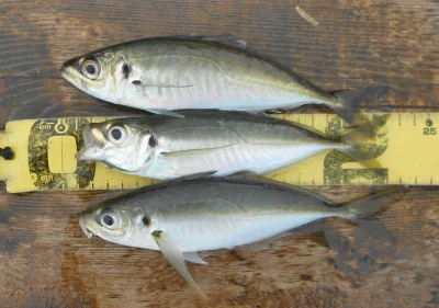 岩崎レンタルボート(岩崎つり具店)の2026年4月7日(火)3枚目の写真