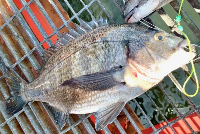 尼崎市立魚つり公園の2026年4月8日(水)3枚目の写真