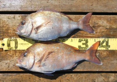 岩崎レンタルボート(岩崎つり具店)の2026年4月8日(水)2枚目の写真