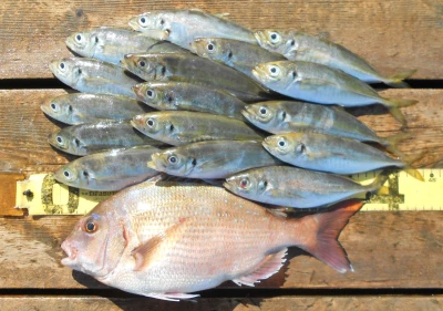 岩崎レンタルボート(岩崎つり具店)の2026年4月8日(水)3枚目の写真