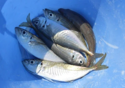 岩崎レンタルボート(岩崎つり具店)の2026年4月8日(水)4枚目の写真