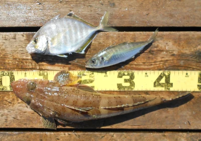 岩崎レンタルボート(岩崎つり具店)の2026年4月8日(水)5枚目の写真