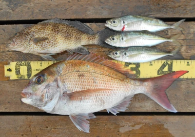 岩崎レンタルボート(岩崎つり具店)の2026年4月9日(木)1枚目の写真