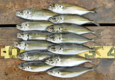 岩崎レンタルボート(岩崎つり具店)の2026年4月9日(木)2枚目の写真