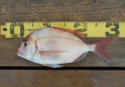 岩崎レンタルボート(岩崎つり具店)の2026年4月9日(木)3枚目の写真