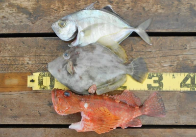 岩崎レンタルボート(岩崎つり具店)の2026年4月9日(木)4枚目の写真