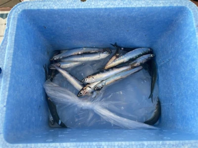 尼崎市立魚つり公園の2026年4月11日(土)3枚目の写真