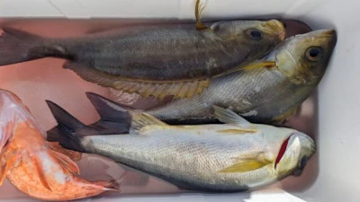 優誠丸の2026年4月11日(土)1枚目の写真