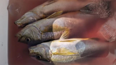 優誠丸の2026年4月11日(土)2枚目の写真