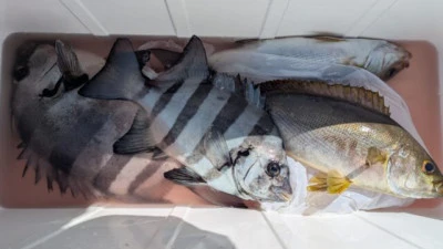 優誠丸の2026年4月11日(土)3枚目の写真