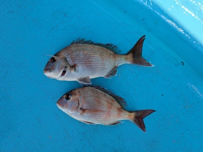 【2026年最新】三重県浜島町塩屋 あご湾釣りセンターの釣果詳細|釣りビジョン