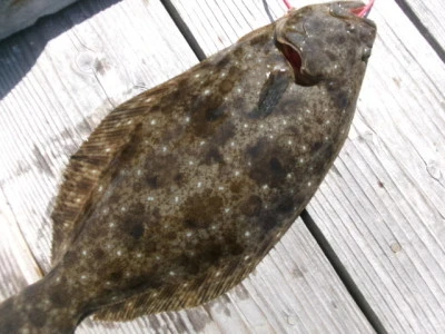 由良海つり公園&釣堀ランドの2026年4月12日(日)3枚目の写真