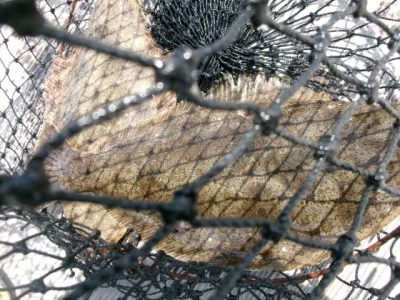 由良海つり公園&釣堀ランドの2026年4月12日(日)4枚目の写真