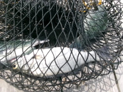 由良海つり公園&釣堀ランドの2026年4月12日(日)5枚目の写真