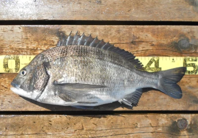 岩崎レンタルボート(岩崎つり具店)の2026年4月12日(日)1枚目の写真