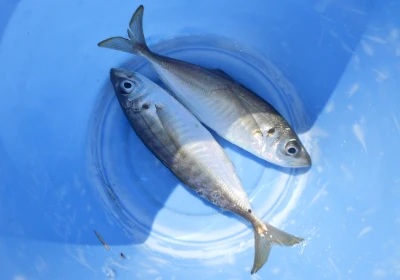 岩崎レンタルボート(岩崎つり具店)の2026年4月12日(日)2枚目の写真