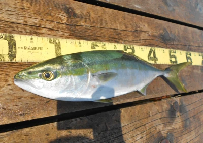 岩崎レンタルボート(岩崎つり具店)の2026年4月12日(日)3枚目の写真