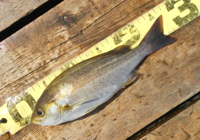 岩崎レンタルボート(岩崎つり具店)の2026年4月12日(日)4枚目の写真