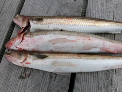 由良海つり公園&釣堀ランドの2026年4月13日(月)1枚目の写真