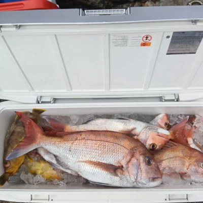 西田渡船の2026年4月13日(月)1枚目の写真