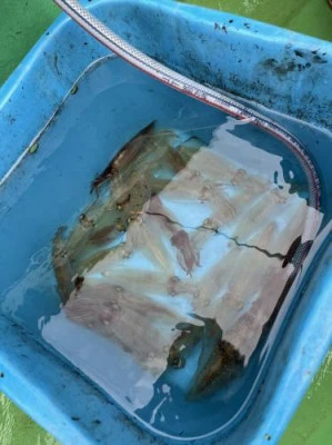 翔太丸の2026年4月13日(月)2枚目の写真