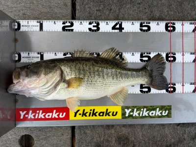 Y企画の2026年4月11日(土)3枚目の写真