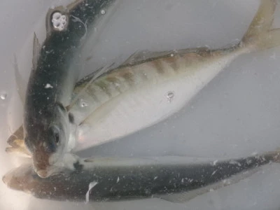 由良海つり公園&釣堀ランドの2026年4月14日(火)3枚目の写真