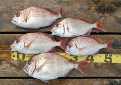 岩崎レンタルボート(岩崎つり具店)の2026年4月14日(火)1枚目の写真