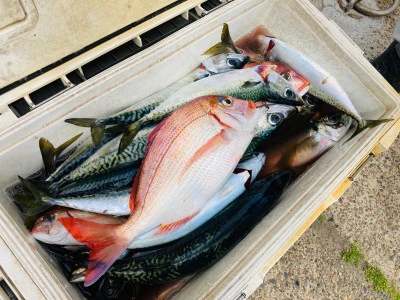 太幸丸の2026年4月15日(水)3枚目の写真