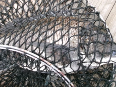 由良海つり公園&釣堀ランドの2026年4月15日(水)1枚目の写真