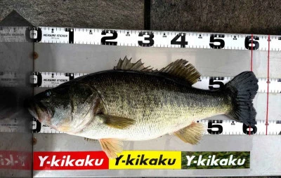 Y企画の2026年4月14日(火)3枚目の写真