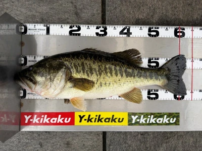 Y企画の2026年4月15日(水)3枚目の写真