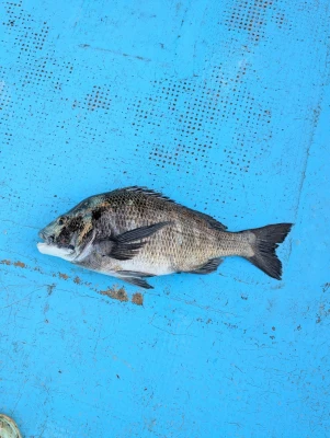 【2026年最新】三重県浜島町塩屋 あご湾釣りセンターの釣果詳細|釣りビジョン