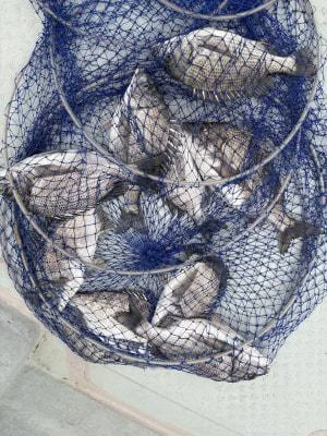 金丸渡船の2026年4月22日(水)4枚目の写真