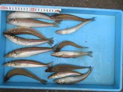 鈴木釣具店の2026年4月30日(木)1枚目の写真