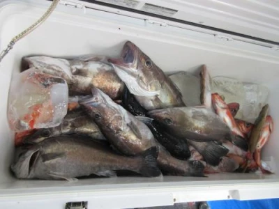 鈴木釣具店の2026年5月6日(水)3枚目の写真