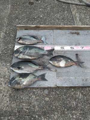 2026年最新】三重県引本港 渡船 まさ丸の釣果詳細|釣りビジョン