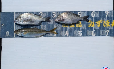 第二みずほ丸・大久保の釣り筏の2026年6月12日(金)3枚目の写真