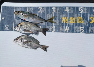 第二みずほ丸・大久保の釣り筏の2026年6月12日(金)4枚目の写真