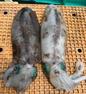 とせん丸の2026年7月3日(金)1枚目の写真